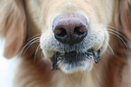 dog nose