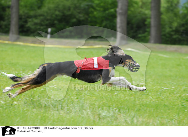 Saluki at Coursing / SST-02300