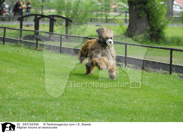 Afghan hound at racecourse / SST-02349