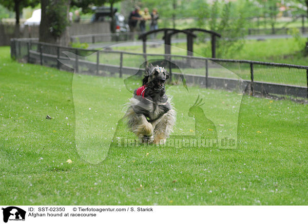 Afghan hound at racecourse / SST-02350