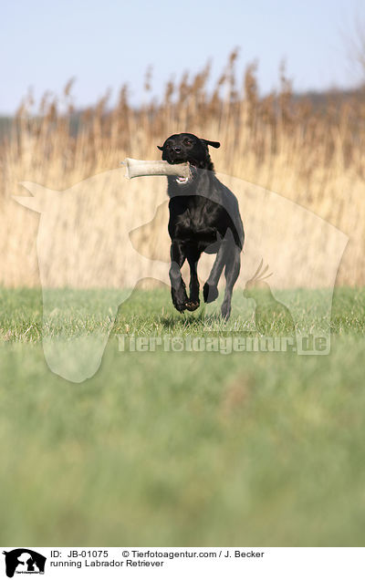 running Labrador Retriever / JB-01075