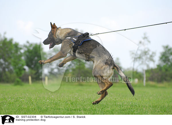 training protection dog / SST-02304
