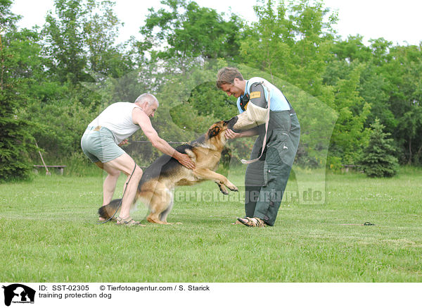training protection dog / SST-02305