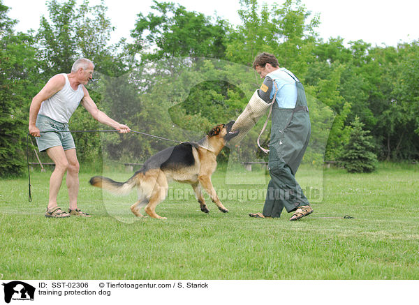 training protection dog / SST-02306