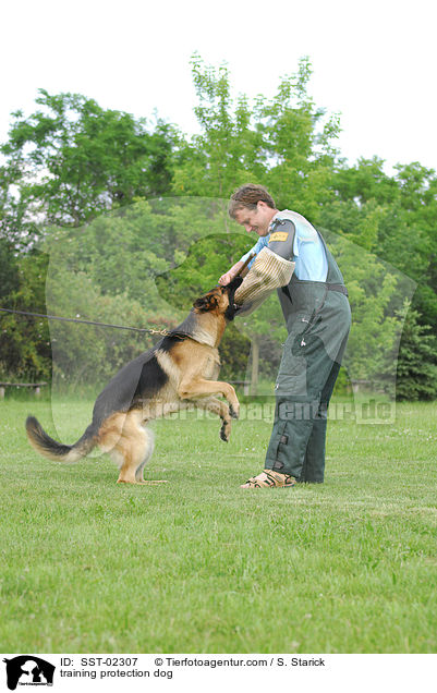 training protection dog / SST-02307