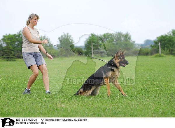 training protection dog / SST-02308