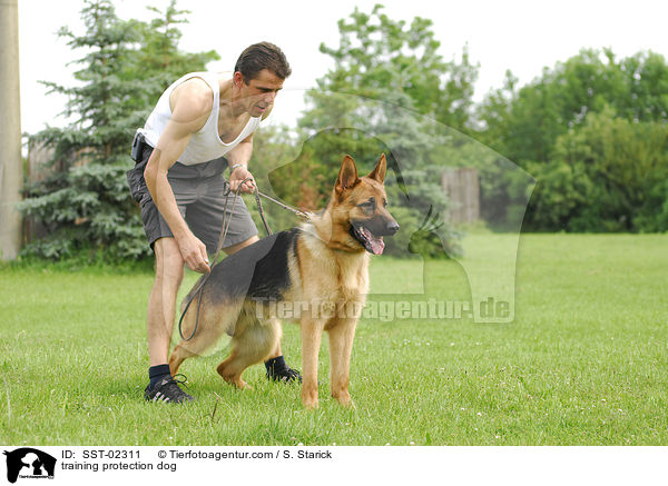 training protection dog / SST-02311