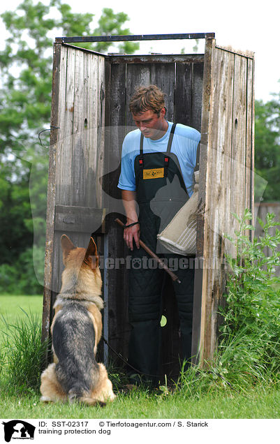 training protection dog / SST-02317