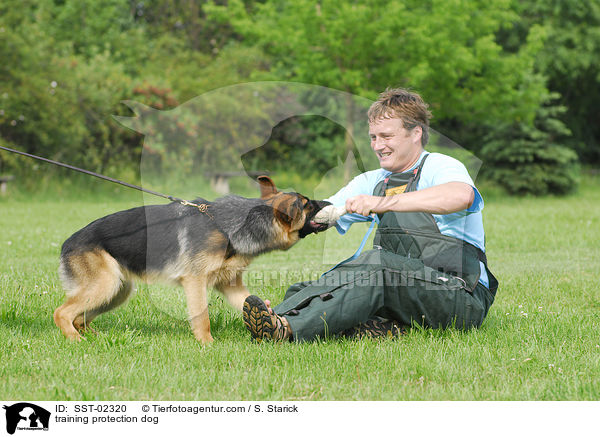 training protection dog / SST-02320