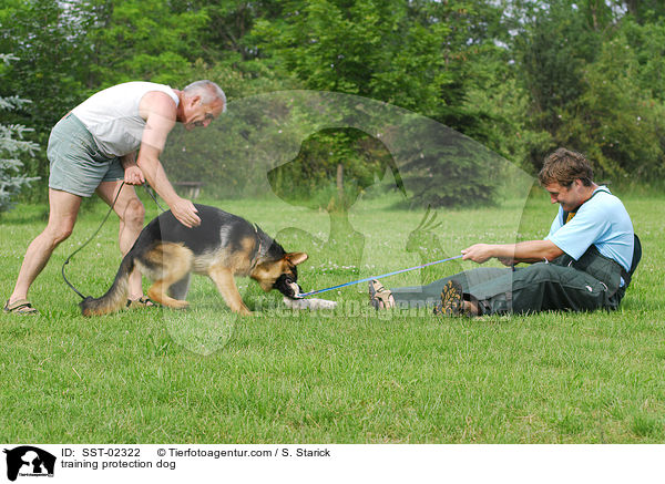 training protection dog / SST-02322