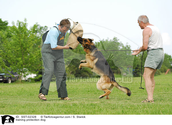 training protection dog / SST-02328