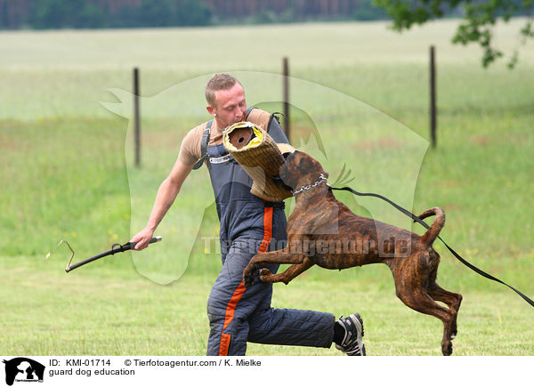 guard dog education / KMI-01714