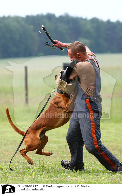 guard dog education / KMI-01717