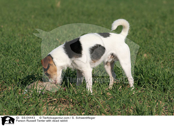 Parson Russell Terrier mit erlegtem Kaninchen / Parson Russell Terrier with dead rabbit / SS-04443