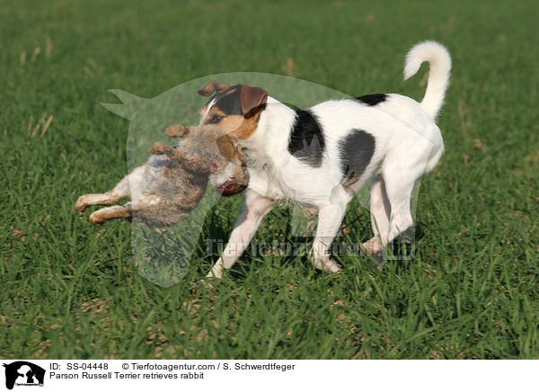 Parson Russell Terrier retrieves rabbit / SS-04448