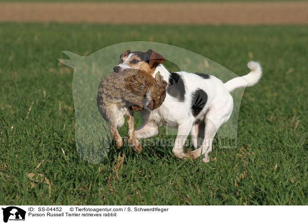 Parson Russell Terrier retrieves rabbit / SS-04452