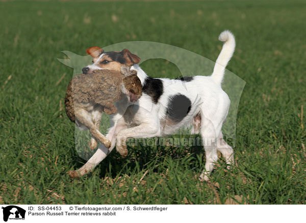 Parson Russell Terrier retrieves rabbit / SS-04453