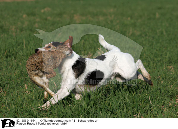 Parson Russell Terrier retrieves rabbit / SS-04454