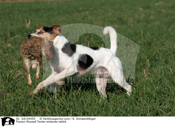 Parson Russell Terrier retrieves rabbit / SS-04455