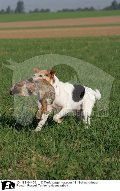 Parson Russell Terrier retrieves rabbit / SS-04459