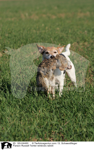 Parson Russell Terrier apportiert Kaninchen / Parson Russell Terrier retrieves rabbit / SS-04460