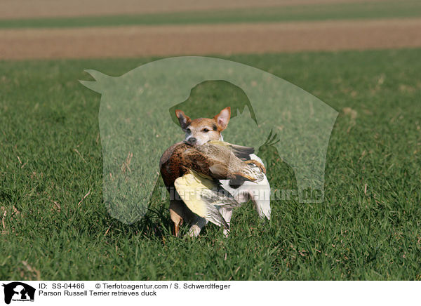 Parson Russell Terrier apportiert Ente / Parson Russell Terrier retrieves duck / SS-04466