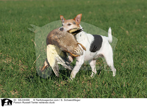 Parson Russell Terrier retrieves duck / SS-04468