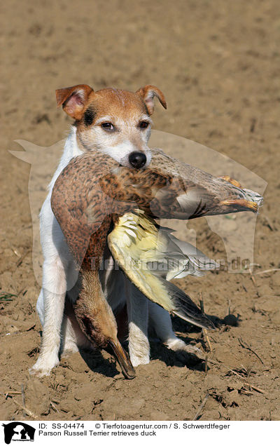 Parson Russell Terrier apportiert Ente / Parson Russell Terrier retrieves duck / SS-04474