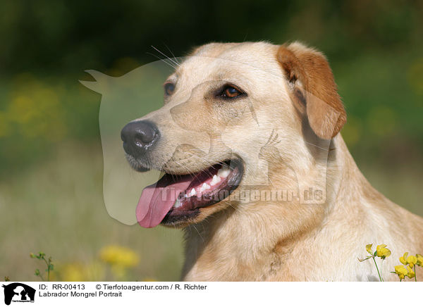 Labrador Mischling / Labrador Mongrel Portrait / RR-00413