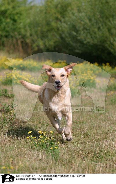 Labrador Mischling in Bewegung / Labrador Mongrel in action / RR-00417