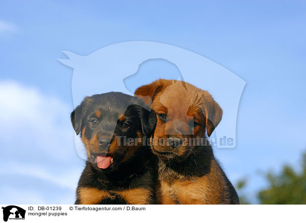 mongrel puppies / DB-01239