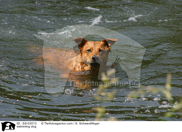 swimming dog / SS-03013