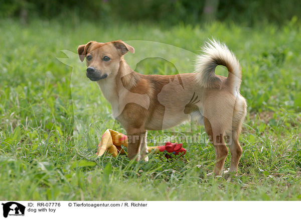 dog with toy / RR-07776