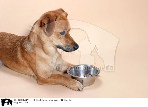 dog with dish / RR-07841