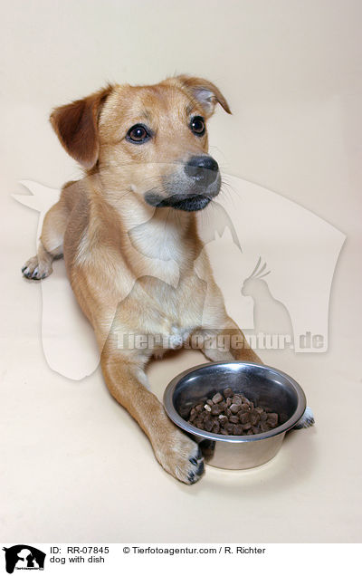 dog with dish / RR-07845
