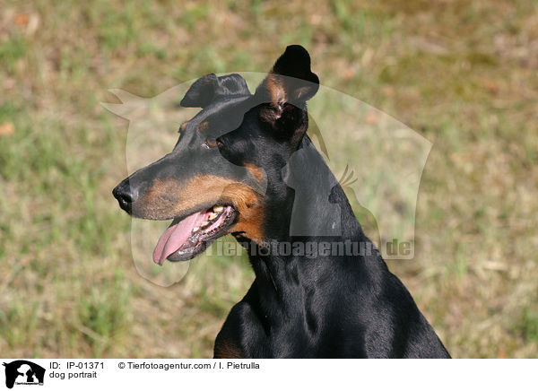 dog portrait / IP-01371