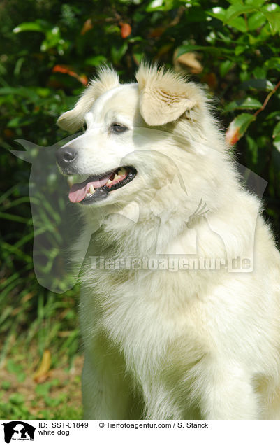 white dog / SST-01849