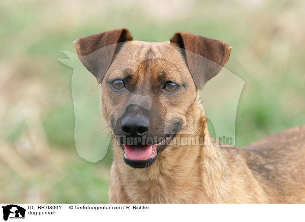dog portrait / RR-08001