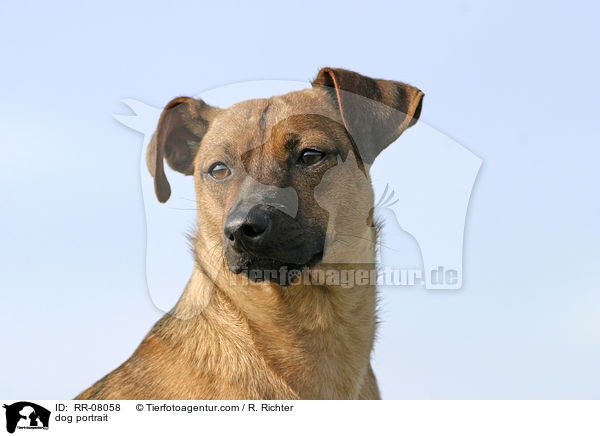 dog portrait / RR-08058