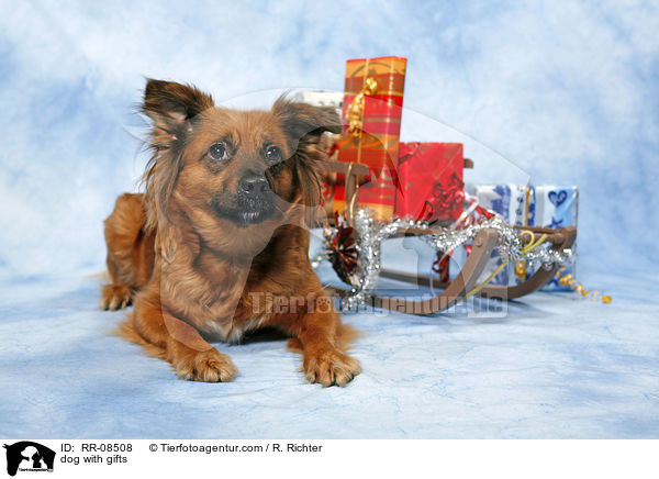 dog with gifts / RR-08508