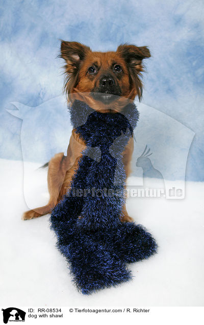 dog with shawl / RR-08534