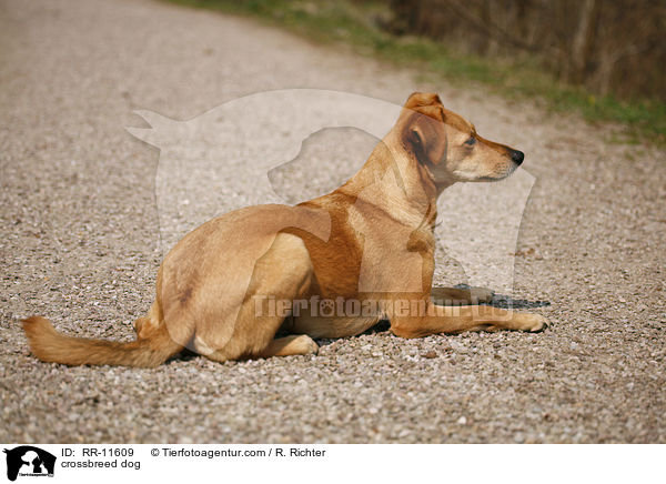 Mischlings Hund / crossbreed dog / RR-11609