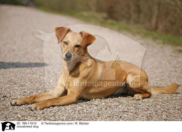 Mischlings Hund / crossbreed dog / RR-11610