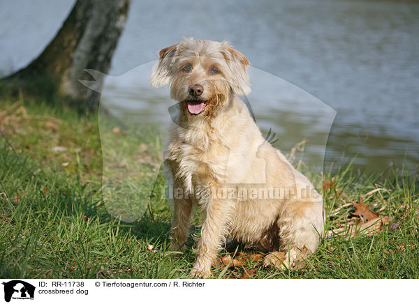Mischling Hund / crossbreed dog / RR-11738