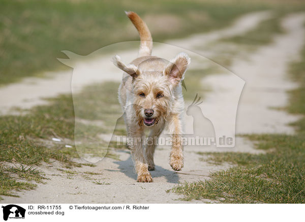 Mischling Hund / crossbreed dog / RR-11755