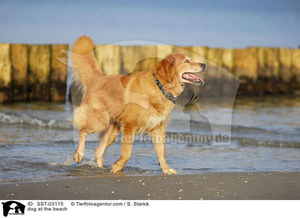Hund am Strand / dog at the beach / SST-03115