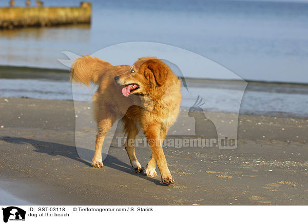Hund am Strand / dog at the beach / SST-03118