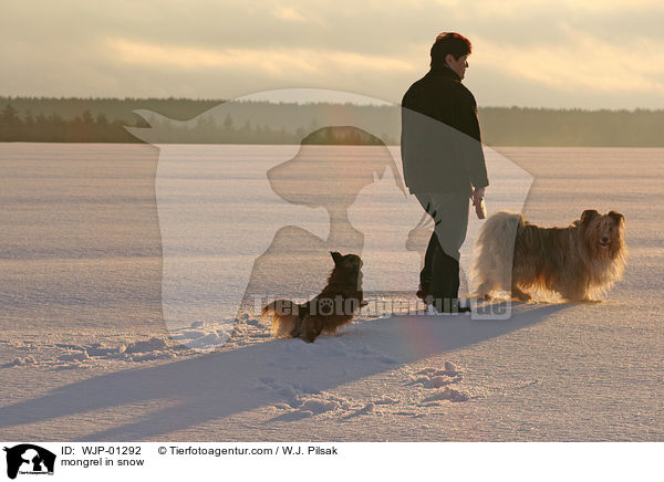 Mischlingshund im Schnee / mongrel in snow / WJP-01292