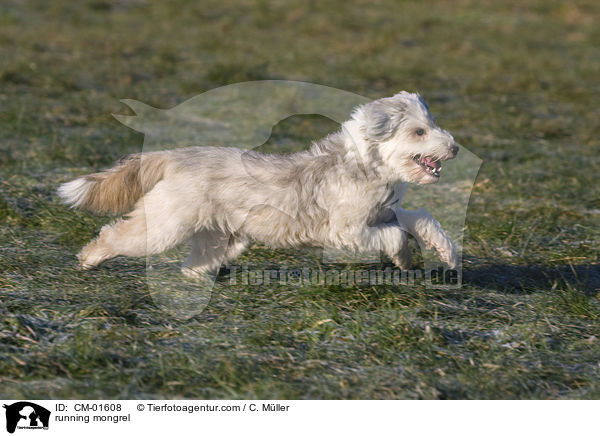 rennender Tibet-Terrier-Sheltie-Mischling / running mongrel / CM-01608