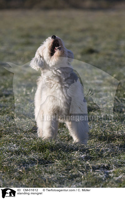 stehender Tibet-Terrier-Sheltie-Mischling / standing mongrel / CM-01612